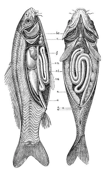 Common carp anatomy. illustration engraving of a common carp anatomy