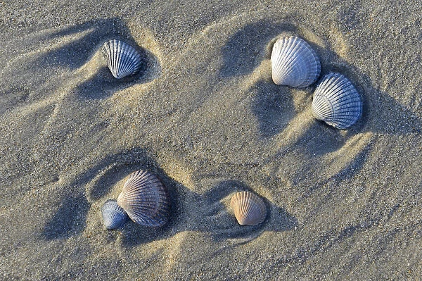 Common Cockle -Cerastoderma edule-, shells in the tidal flats, Vlieland, North Holland, The Netherlands