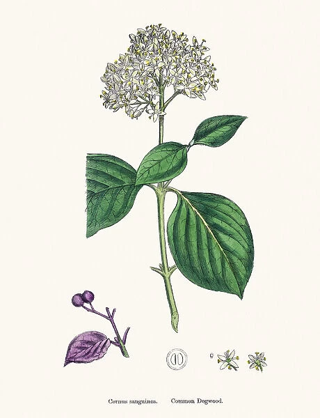 Common Dogwood plant Cornus sanguinea scientific illustration