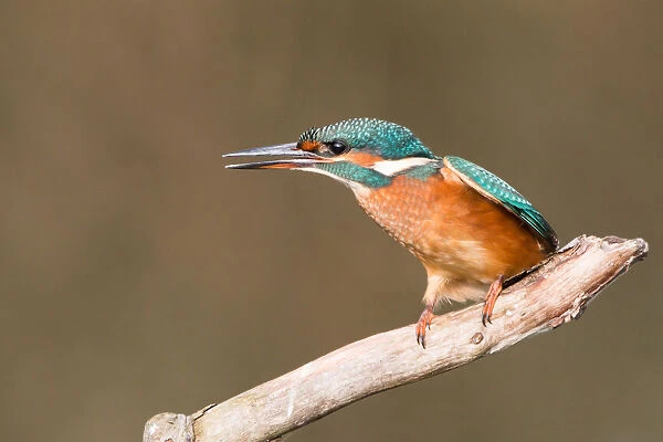 Common Kingfisher -Alcedo atthis-, young female, perched on a branch, threatening gesture, North Hesse, Hesse, Germany