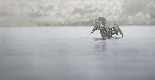 Common Loon. A common loon stretches its wings during a foggy evening in Moss Landing