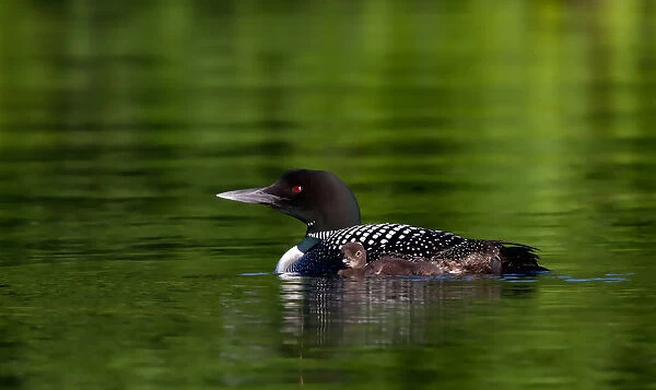 Common loon with chick