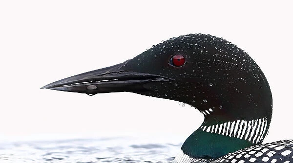 Common loon (Gavia immer) water drops