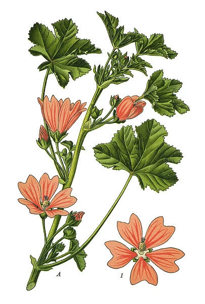 common mallow, cheeses, high mallow, tall mallow