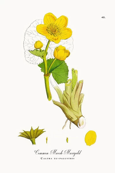 Common Marsh Marigold, Caltha eu-palustris, Victorian Botanical Illustration, 1863