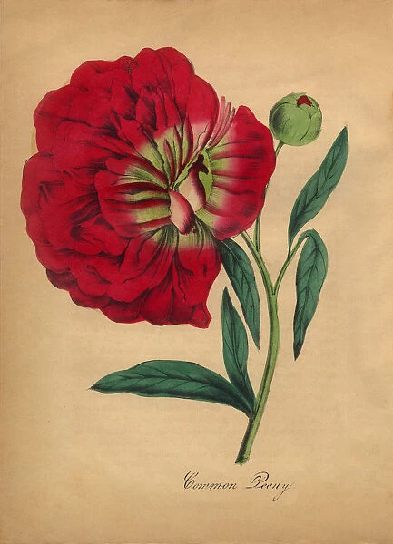 Common Peony Victorian Botanical Illustration