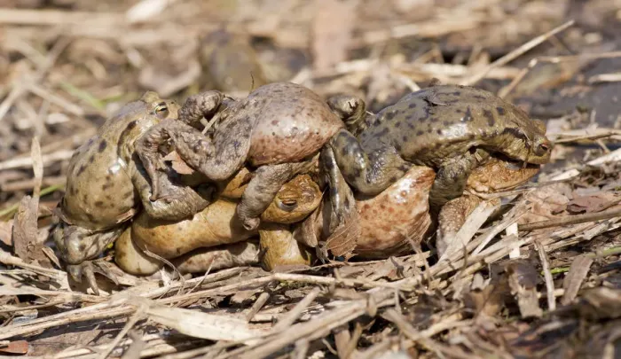 Framed Print : Common Toad Mating Print