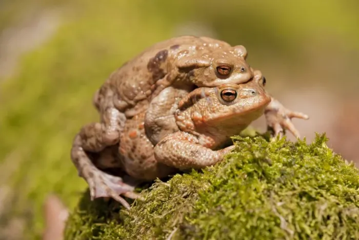 Framed Print : Common Toad Mating Print Framed Print : Common Toad Mating Print