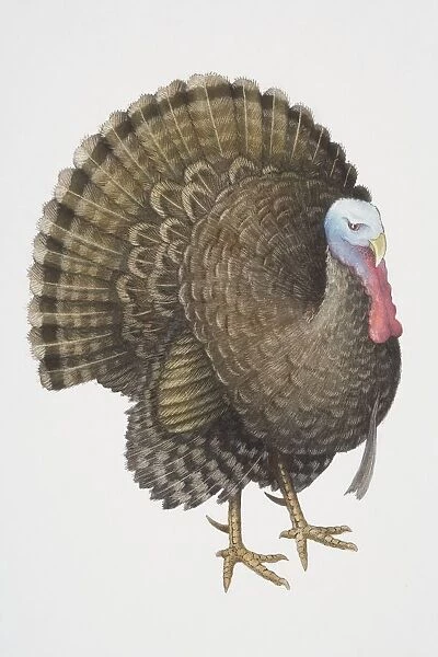 Common Turkey (Meleagris gallopavo), male wild turkey fanning its tail, side view