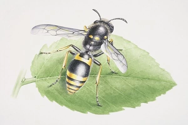 Common Wasp, Vespula vulgaris, perched on a green leaf, front view
