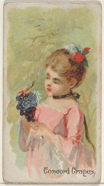 Concord Grapes Trade Card 1891