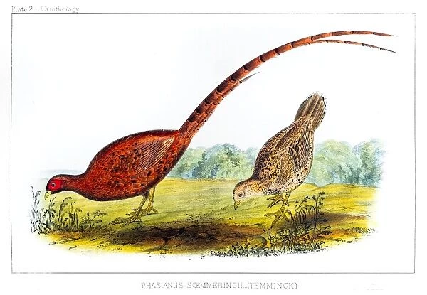 Copper Pheasant illustration 1856