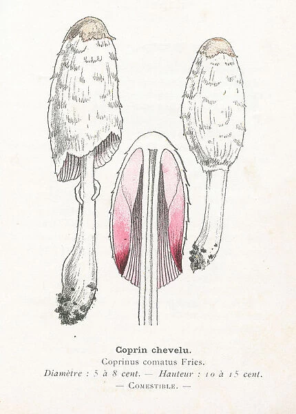 Coprin hairy dmushroom engraving 1895