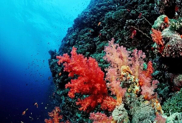 Coral reef with soft corals, Red Sea, Sudan