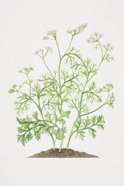 Coriandrum sativum, Coriander plant growing in soil