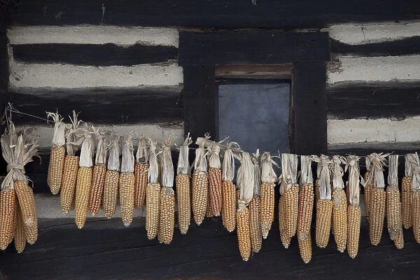 Corn cobs hung up to dry at an old cottage in the Spreewald, Brandenburg, Germany, Europe