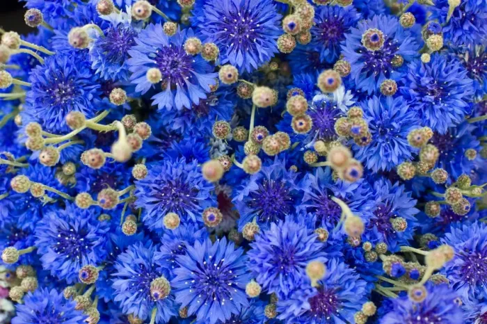 Framed Print : Centaurea cyanus Print - Cornflower