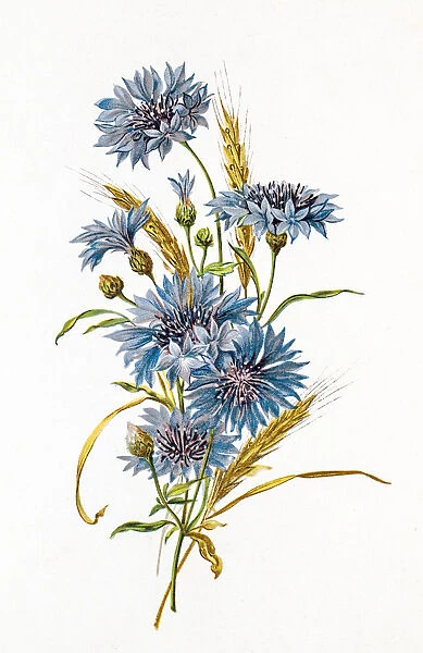 Cornflower and wheat composition 19 century illustration