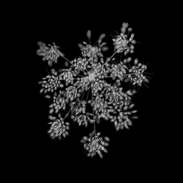 Cow parsley flower (Anthriscus sylvestris), X-ray