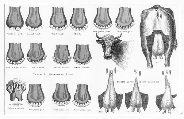 Cow teeth and udder engraving 1873