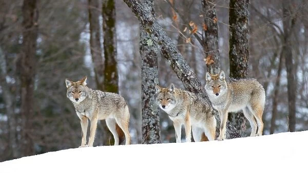 Coyotes in snow
