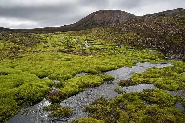Creek surrounded by moss, rhyolite mountains, Landmannalaugar, Fjallabak Nature Reserve, Highlands of Iceland, Iceland, Europe