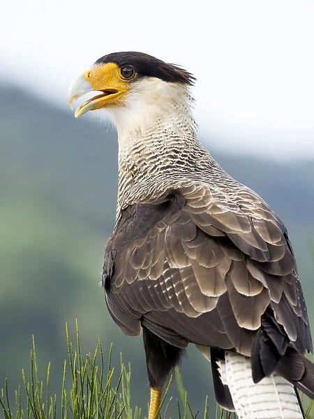Crested Caracara (Polyborus plancus), portrait with their feathers fluttering in the wind, Pyrenees, France