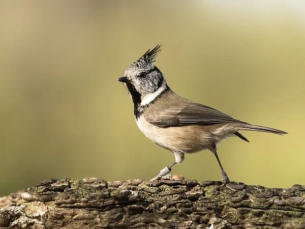 Crested Tit (Lophophanes cristatus), standing on a branch of tree. Spain, Europe