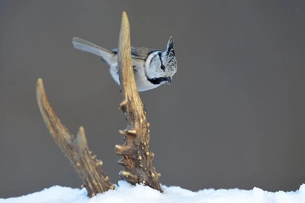 Crested Tit -Lophophanes cristatus- perched on deer antlers in the snow, Swabian Alb biosphere reserve, Baden-Wurttemberg, Germany