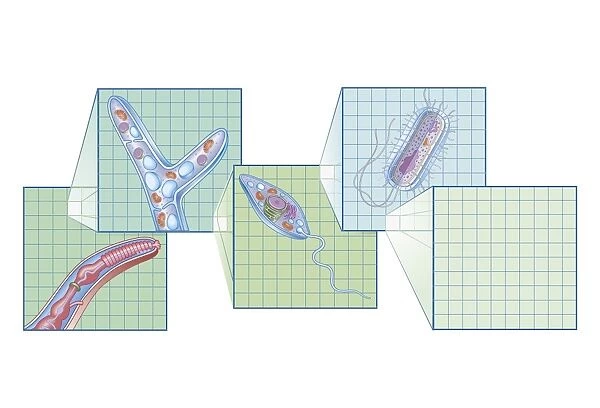 Cross section biomedical illustration on grid of Worm, Fungi, Protozoa, and Bacteria infection and infestation