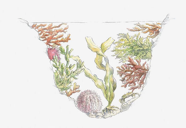 Cross section illustration of seaweed and sea urchins in rock pool