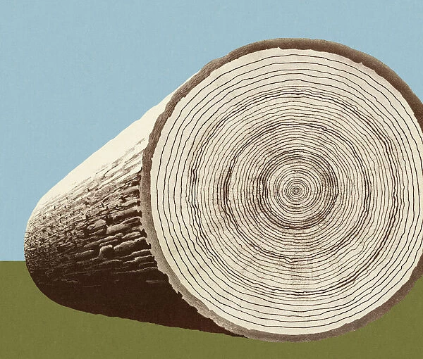 Cross Section of a Log