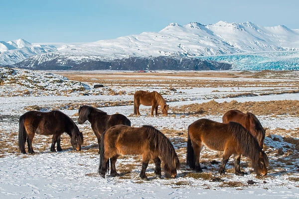 The crowd of Icelandic horses in winter season