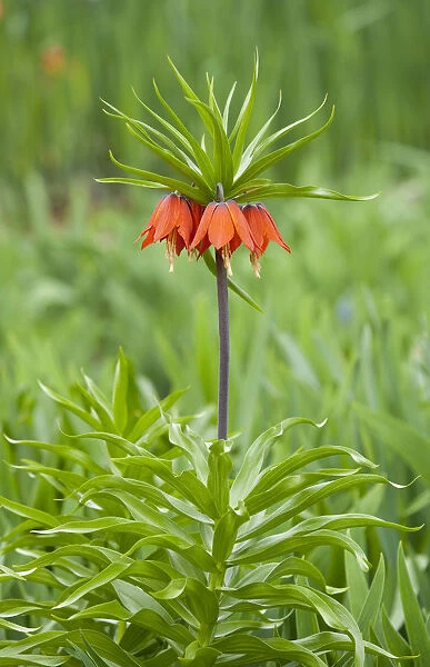Crown Imperial Fritillary -Fritillaria imperialis Rubra-, flowering, Thuringia, Germany
