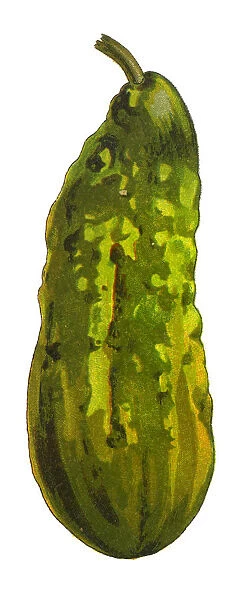 Cucumber. Antique illustration of a Medicinal and Herbal Plants.