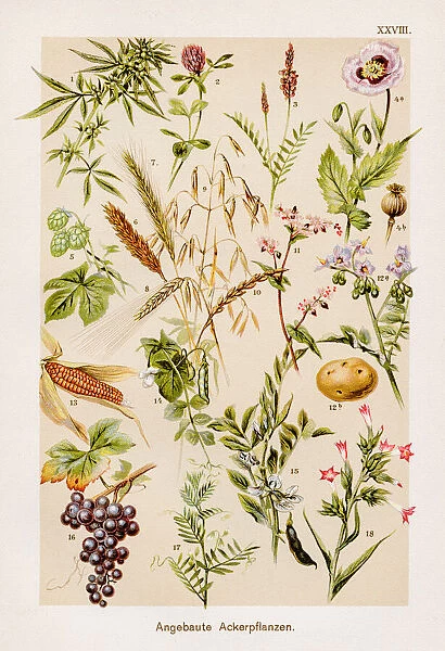 Cultivated arable crops antique chromolithograph 1899