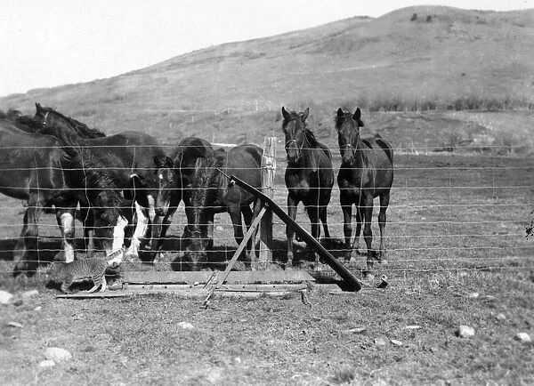 Curiosity. March 1929: Clydesdale foals interested in a ranch cat at the
