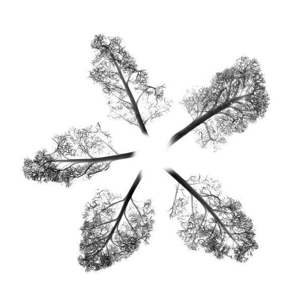 Curly kale leaves, X-ray