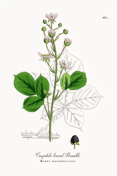 Cuspidate-leaved Bramble, Rubus mucronulatus, Victorian Botanical Illustration, 1863