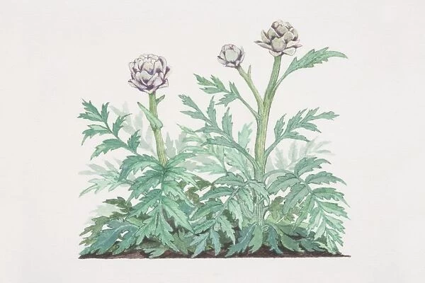 Cynara scolymus, Globe Artichoke plant
