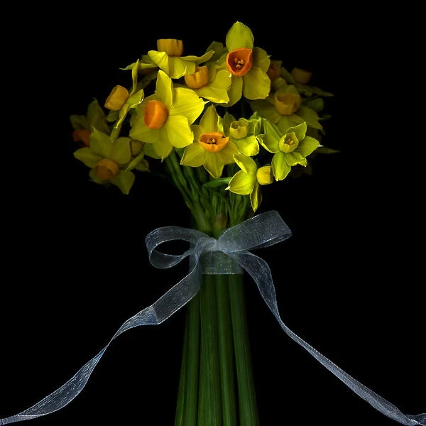 Daffodils. Dwarf daffodils bound with ribbon and bow against black background
