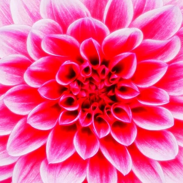 Dahlia Maxim (Dahlia), flower, close-up