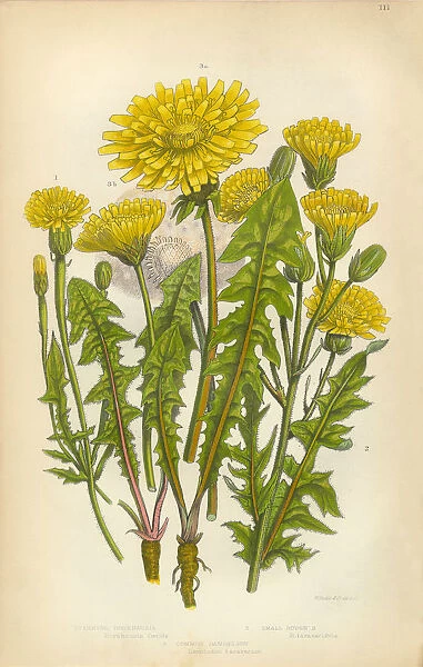 Dandelion, Crepis, Hawksbeard, Borkshausia, Victorian Botanical Illustration