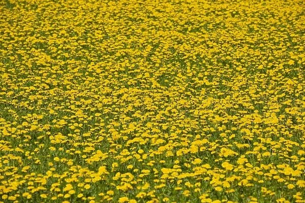 Dandelion -Taraxacum sect. Ruderalia-, many flowers in a meadow, Thuringia, Germany