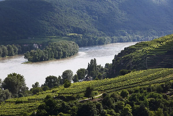 Danube river near Mautern, Hundsheim village, Wachau valley, Waldviertel region, Lower Austria, Austria, Europe