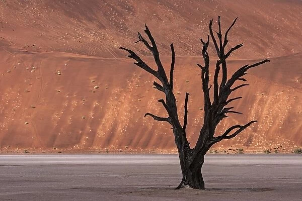 Dead camel thorn tree (Vachellia erioloba), sand dunes, Dead Vlei Sossusvlei, Namib Desert