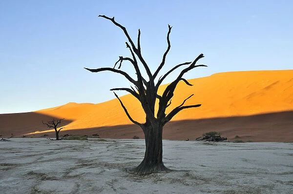 Dead tree in Deadvlei in the morning light, Namib Desert, Namib Naukluft Park, Namibia, Africa