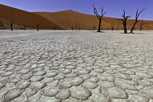 Dead Vlei in Sussusvlei, Namibia