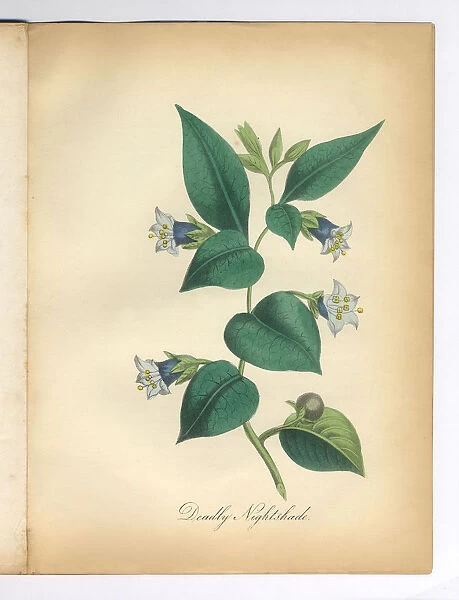 Deadly Nightshade Victorian Botanical Illustration