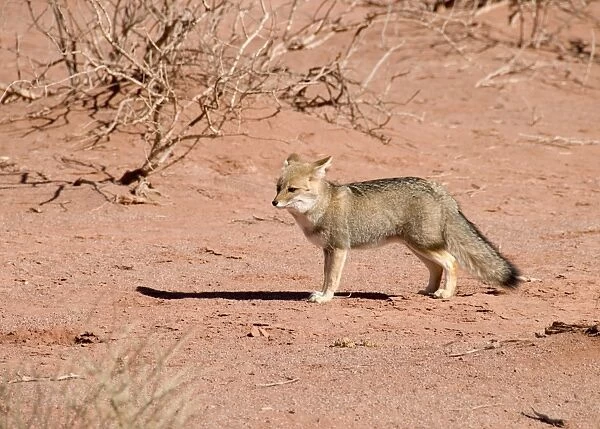 desert fox in talampaya national park